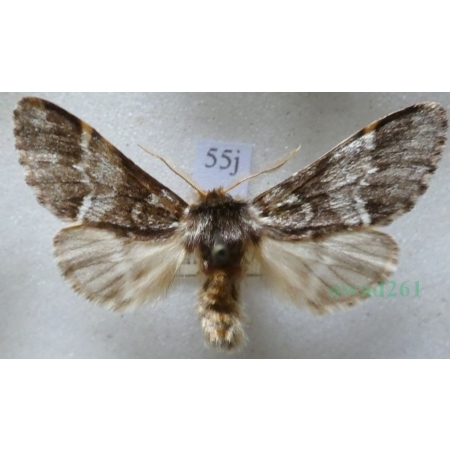 Drymonia dodonaea (Denis & Schiffermüller, 1775) male Dąbrówka dodona Czech55j